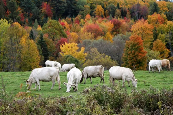 Vacas Blancas Pastando Cima Colina Con Árboles Otoño Colores Fondo —  Fotos de Stock