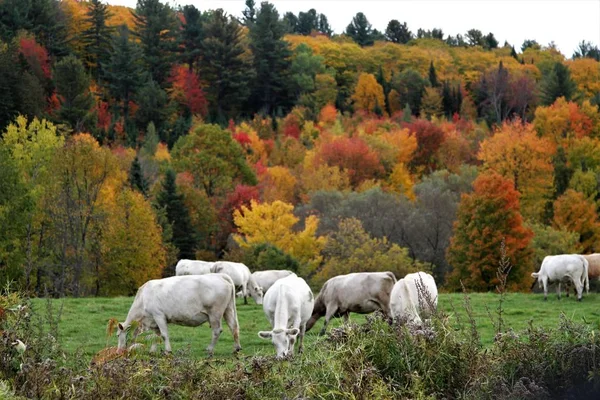 Vacas Blancas Pastando Cima Colina Con Árboles Otoño Colores Fondo —  Fotos de Stock