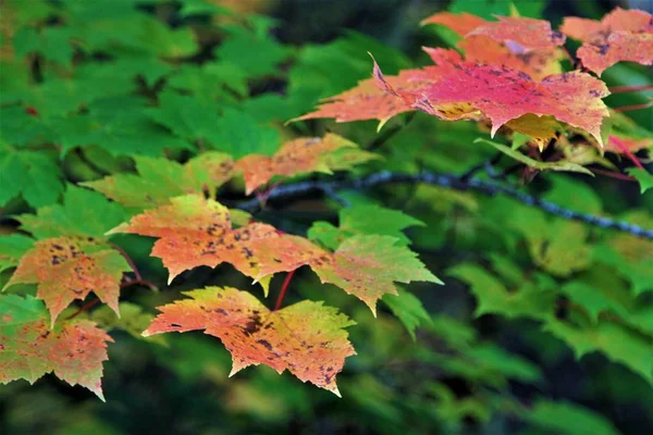 Maple Leaves Chainging Colors Fall — Stock Photo, Image