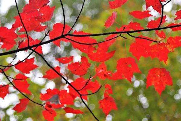 Bright Red Fall Leaves Tree — Stock Photo, Image