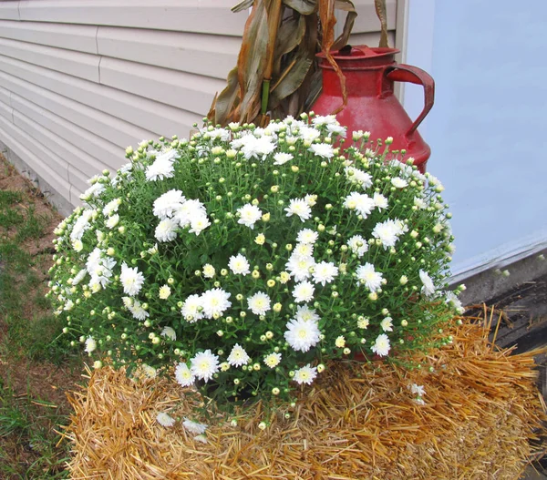 Fall Display White Chrysanthemum Bale Hay Red Metal Jug — Stock Photo, Image