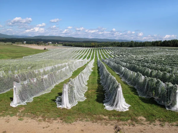 Rows Vines Covered Netting — Stock Photo, Image