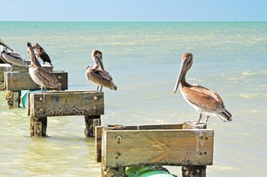Pelikan ve ahşap tünemiş okyanus üzerinde oturan kuşlar