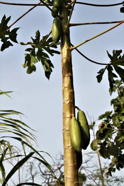 木の上で育つパパイヤ — ストック写真