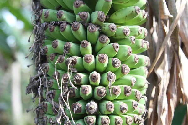 新鮮なバナナの木に成長しています — ストック写真