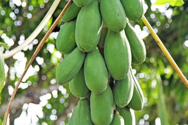 Papaya ağaçta büyüyor.