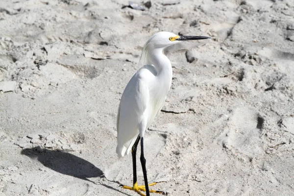 White Ibis Walking Beach Sand — Stock Photo, Image