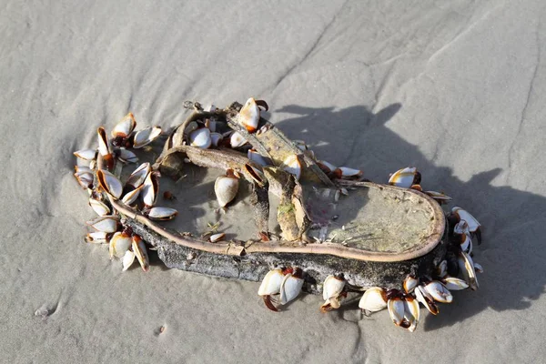 Vieille Chaussure Sur Plage Couverte Barnicles — Photo