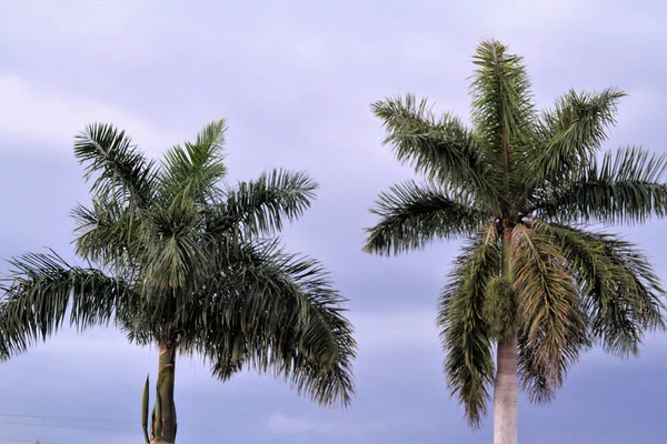 Feuilles Palmiers Sur Ciel Nuageux — Photo