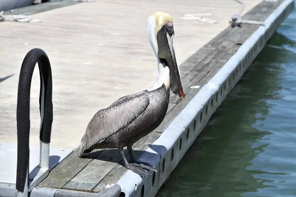フロリダの桟橋でペリカン — ストック写真