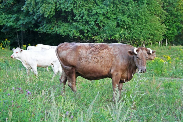 Vaca Marrón Con Escamas Piel Campo Rural —  Fotos de Stock