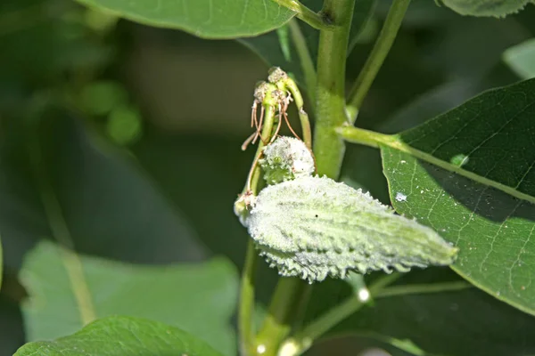 Invasive milkweed, an Asclepias plant with closed pod