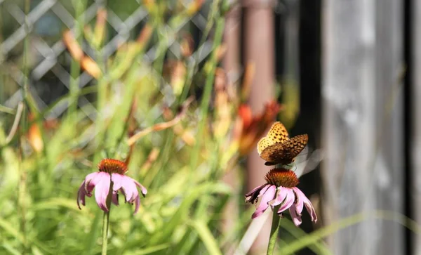 Крупним Планом Квітка Ехінацеї Метеликом — стокове фото