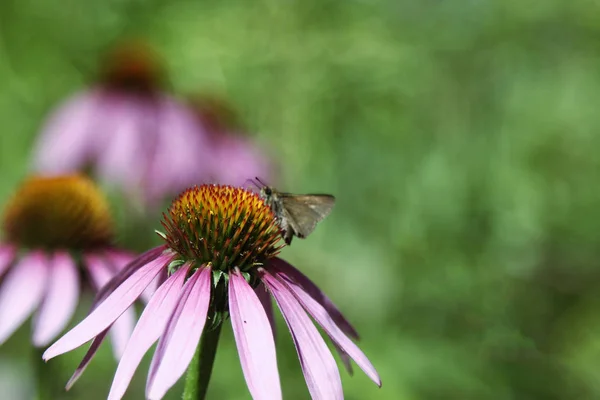 Квітка Ехінацеї Бджолою Видаляє Нектар — стокове фото