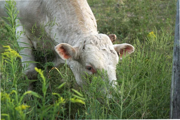 Cabeça Branca Vaca Pastando Grama — Fotografia de Stock