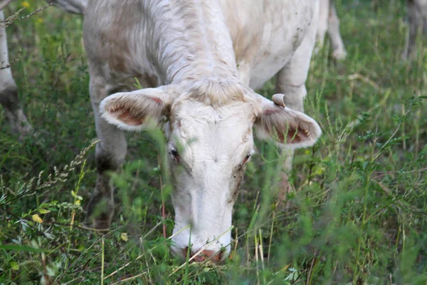 Cabeça Branca Vaca Pastando Grama — Fotografia de Stock