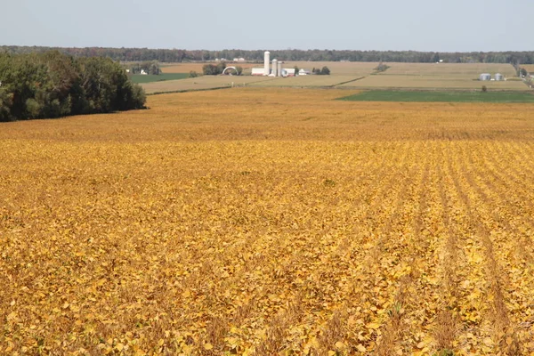 Vista Panorámica Las Tierras Cultivo Oro Con Plantas Cultivadas — Foto de Stock