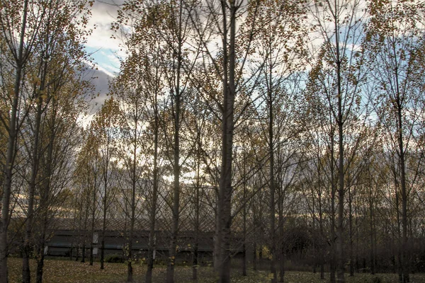 Herbstszene Von Fallenden Bäumen Mit Wolke Und Himmel Hintergrund Der — Stockfoto