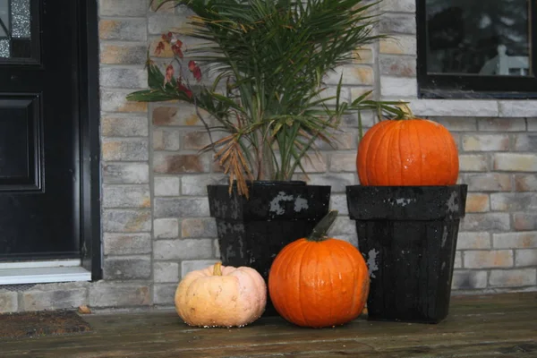 Pumpkins Display Worn Black Planter — Stock Photo, Image