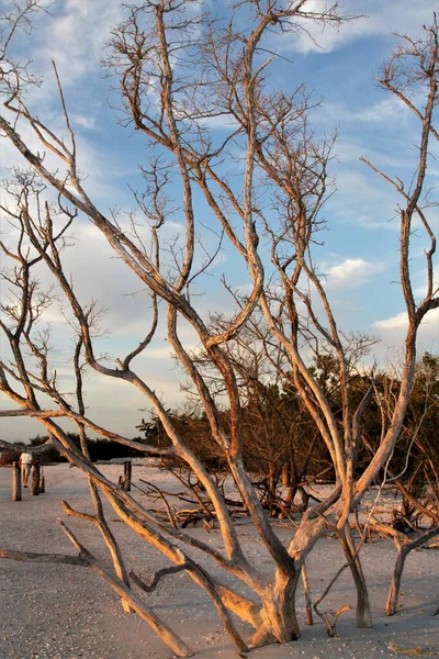 Trockener Blätterloser Baum Einem Sandstrand — Stockfoto