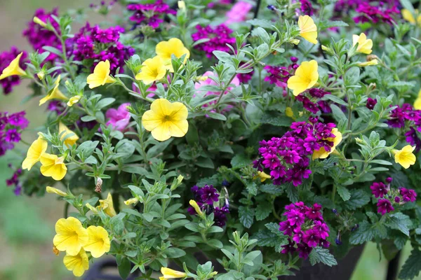 Yellow Purple Flowers Growing Garden — Stock Photo, Image