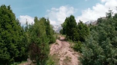 İnsansız hava aracı kamerası dağ yamacındaki kozalaklı ağaçların arasından uçar ve manzara manzarasını çeker.