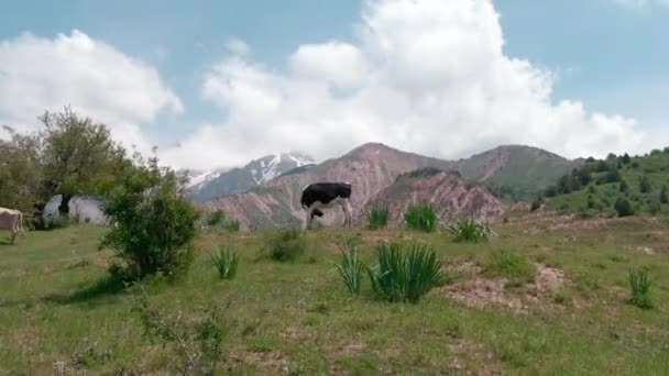 ドローンのカムは山の中腹に牛の上を飛行し 風景パノラマを撮影 — ストック動画