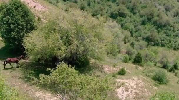 Kamera Drona Latać Nad Końmi Patrząc Pod Drzewami Zboczu Góry — Wideo stockowe