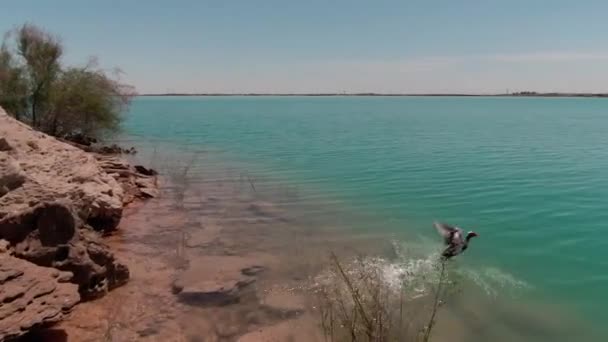 Enten Fliegen Über Blaues Seewasser Gefolgt Von Drohnen Cam — Stockvideo