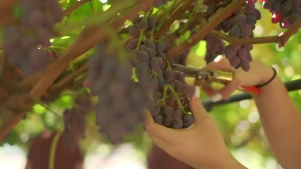 Tangan Wanita Memotong Kluster Anggur Matang Dari Pohon Anggur Gerakan — Stok Video