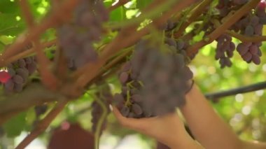 Kadın elleri üzümden olgun üzüm kümesi kesiyor. Yavaş çekim