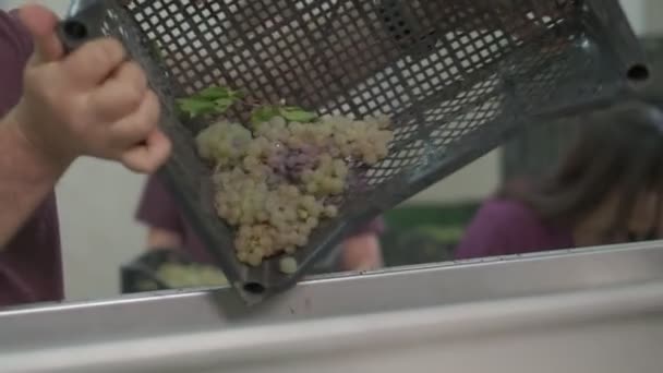 Виноград Піднімають Пластикової Ящика Винний Прес Повільний Рух — стокове відео