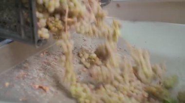 Üzümler plastik kasadan şarap makinesine çekiliyor. Yavaş çekim