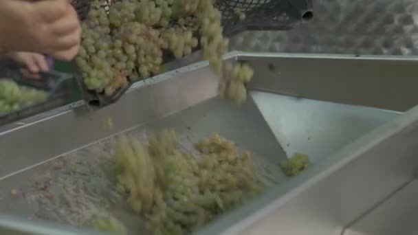 Uvas São Retiradas Caixa Plástico Para Prensa Vinho Movimento Lento — Vídeo de Stock