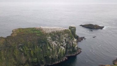 Deniz kuşları Faroe Adaları 'nın kayalıklarında yuva yapar. Bulutlu bir günde çekilmiş. İnsansız hava aracı