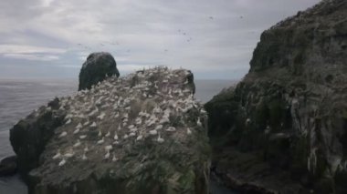 Deniz kuşları Faroe Adaları 'nın kayalıklarında yuva yapar. Bulutlu bir günde çekilmiş. İnsansız hava aracı