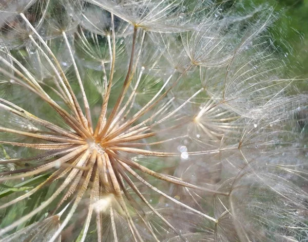 Water drops on dandelion, dandelion seeds close-up