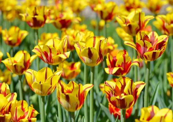 Tulipes Jaunes Avec Des Taches Rouges Sur Lit Fleurs Printanières — Photo