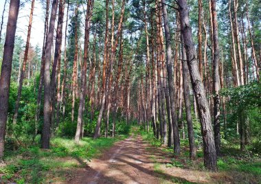 Bir iğne yapraklı orman sıcak yaz aylarında bir yol