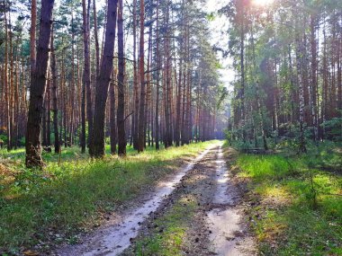 Bir iğne yapraklı orman sıcak yaz aylarında bir yol