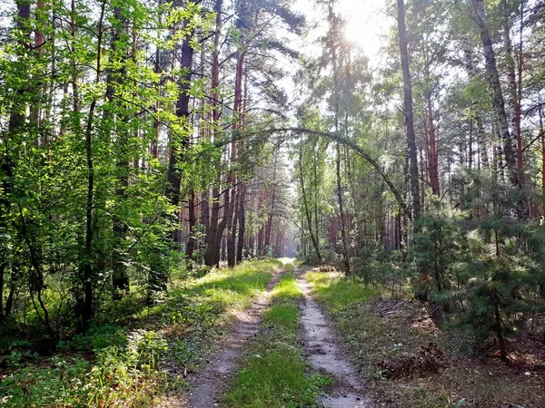 Bir iğne yapraklı orman sıcak yaz aylarında bir yol