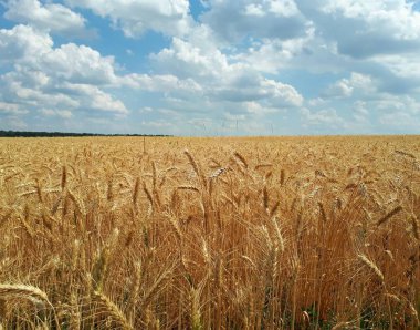 Yaz sıcak güneşin altında olgun kulakları Rye Rye alan