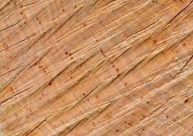 Kesme günlükleri, ahşap doku, hayat yüzük, sunumlar, duvar kağıdı için arka plan