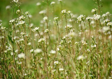 Shepherd's çanta üzerinde bir çayır ile sıcak bir yaz günü, şifalı otlar, beyaz çiçekler