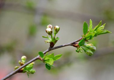 Kiraz çiçek açması çiçekleri, gökyüzü arka plan üzerinde beyaz bahar çiçek dalları