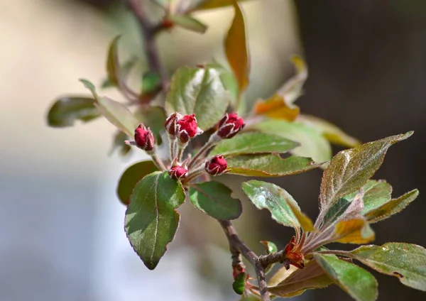 树枝盛开的野苹果树 红色的春天的花朵对蓝天背景 — 图库照片