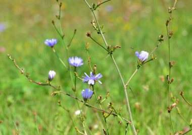Bir yaz çayır, şifalı otlar üzerinde mavi hindiba çiçek