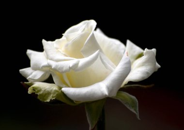 Bahar flowerbed üzerinde beyaz renkli çiçek açan güller