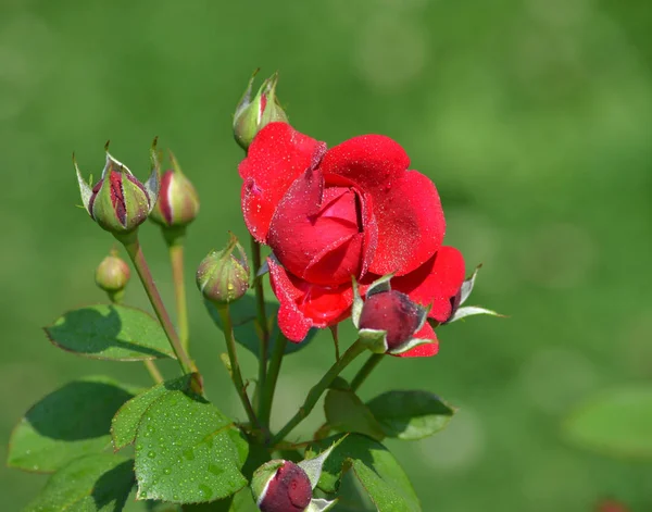 Piros Szín Virágágyásba Tavasszal Virágzó Rózsák — Stock Fotó