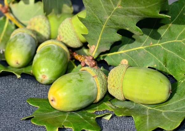 Green oak acorns with close-up leaves, oak fruits in autumn